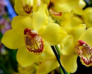 Превью обои орхидея, цветок, яркий, желтый