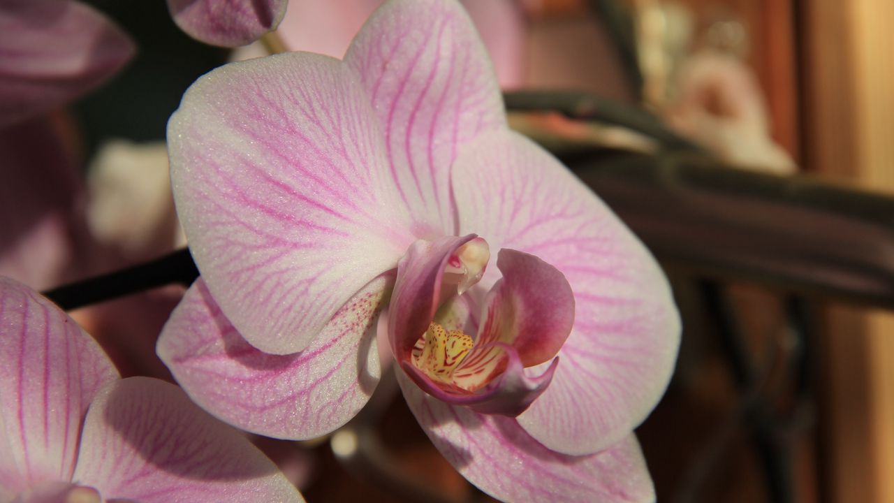 Обои орхидея, цветок, крупным планом, бутон