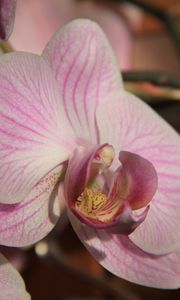 Превью обои орхидея, цветок, крупным планом, бутон