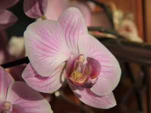 Превью обои орхидея, цветок, крупным планом, бутон
