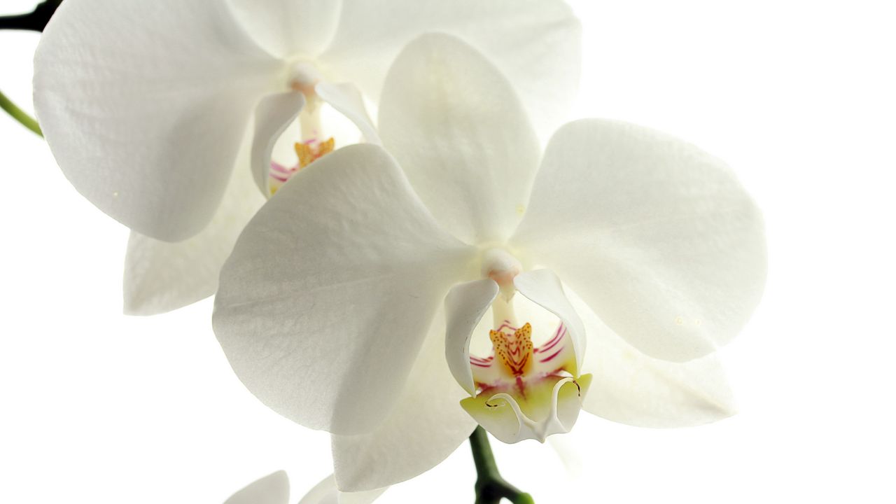 Обои орхидея, цветок, лепестки