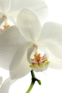 Превью обои орхидея, цветок, лепестки