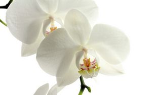 Превью обои орхидея, цветок, лепестки