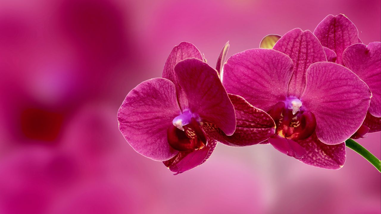 Обои орхидея, цветок, лепестки, розовый