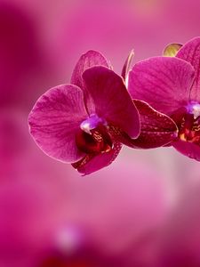 Превью обои орхидея, цветок, лепестки, розовый