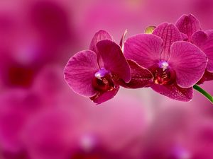 Превью обои орхидея, цветок, лепестки, розовый