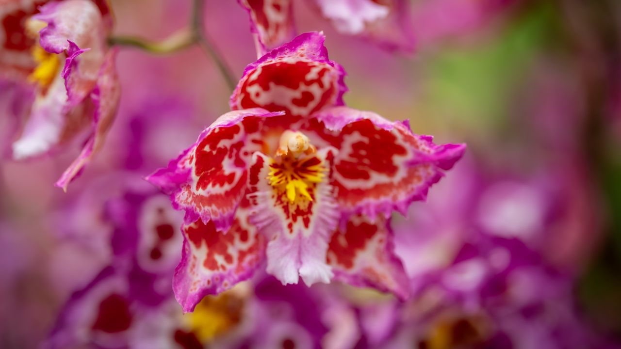 Обои орхидея, цветок, лепестки, пятна, размытие