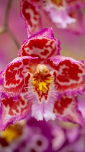 Превью обои орхидея, цветок, лепестки, пятна, размытие