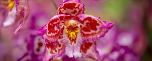 Превью обои орхидея, цветок, лепестки, пятна, размытие