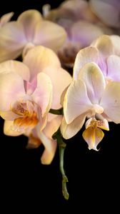 Превью обои орхидея, цветок, лепестки, экзотический, растение, тропики