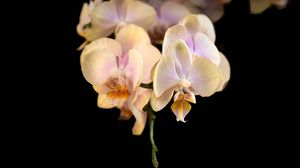 Превью обои орхидея, цветок, лепестки, экзотический, растение, тропики