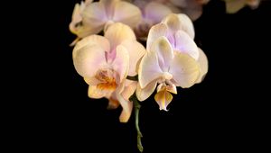 Превью обои орхидея, цветок, лепестки, экзотический, растение, тропики