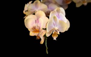 Превью обои орхидея, цветок, лепестки, экзотический, растение, тропики