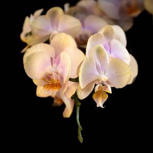 Превью обои орхидея, цветок, лепестки, экзотический, растение, тропики