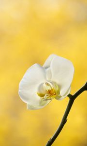 Превью обои орхидея, цветок, лепестки, ветка, желтый