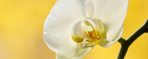 Превью обои орхидея, цветок, лепестки, ветка, желтый