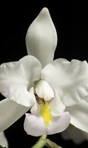 Превью обои орхидея, цветок, лепестки, макро