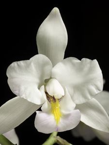 Превью обои орхидея, цветок, лепестки, макро