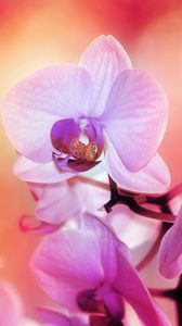 Превью обои орхидея, цветок, лепестки, расцветок