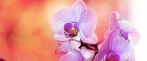 Превью обои орхидея, цветок, лепестки, расцветок