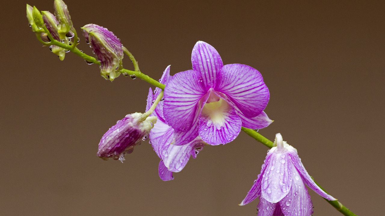 Обои орхидея, цветок, лепестки, капли