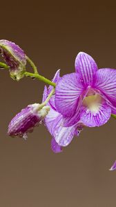 Превью обои орхидея, цветок, лепестки, капли