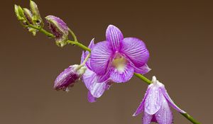 Превью обои орхидея, цветок, лепестки, капли
