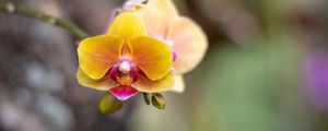 Превью обои орхидея, цветок, лепестки, размытие