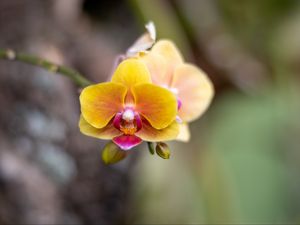 Превью обои орхидея, цветок, лепестки, размытие