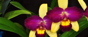 Превью обои орхидея, цветок, лиловая, листья, крупный план