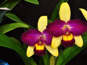 Превью обои орхидея, цветок, лиловая, листья, крупный план