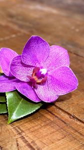 Превью обои орхидея, цветок, листья, дерево, доски