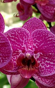 Превью обои орхидея, цветок, пятнистая, крупный план