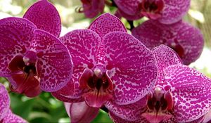 Превью обои орхидея, цветок, пятнистая, крупный план