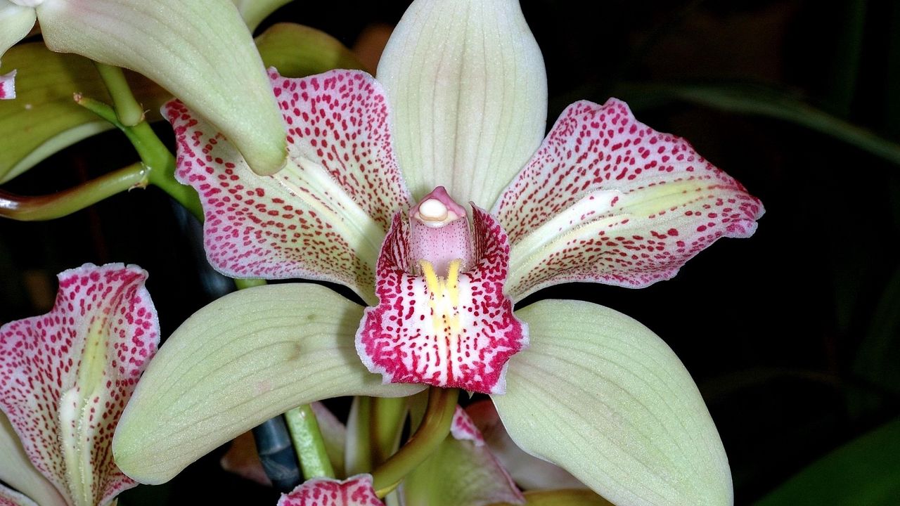 Обои орхидея, цветок, пятнистая, крупный план