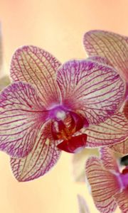 Превью обои орхидея, цветок, полосатая, экзотика