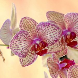 Превью обои орхидея, цветок, полосатая, экзотика