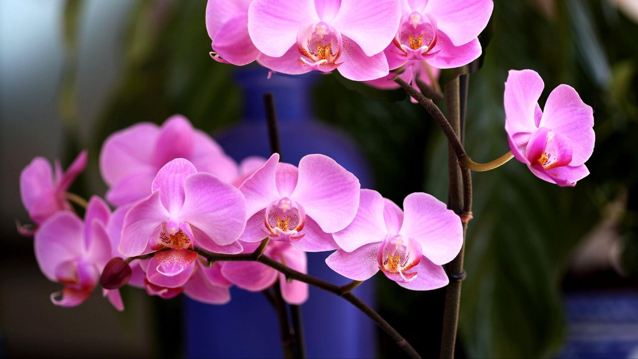 Обои орхидея, цветок, розовая, ветка, крупный план