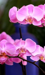 Превью обои орхидея, цветок, розовая, ветка, крупный план
