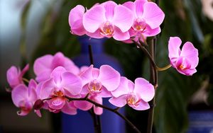 Превью обои орхидея, цветок, розовая, ветка, крупный план