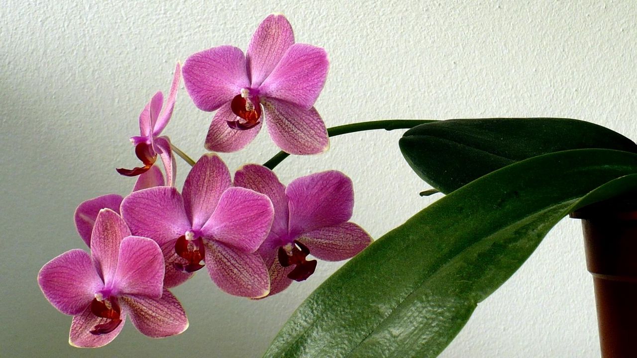 Обои орхидея, цветок, стебель, листок, горшок