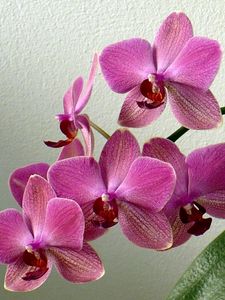 Превью обои орхидея, цветок, стебель, листок, горшок