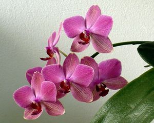 Превью обои орхидея, цветок, стебель, листок, горшок