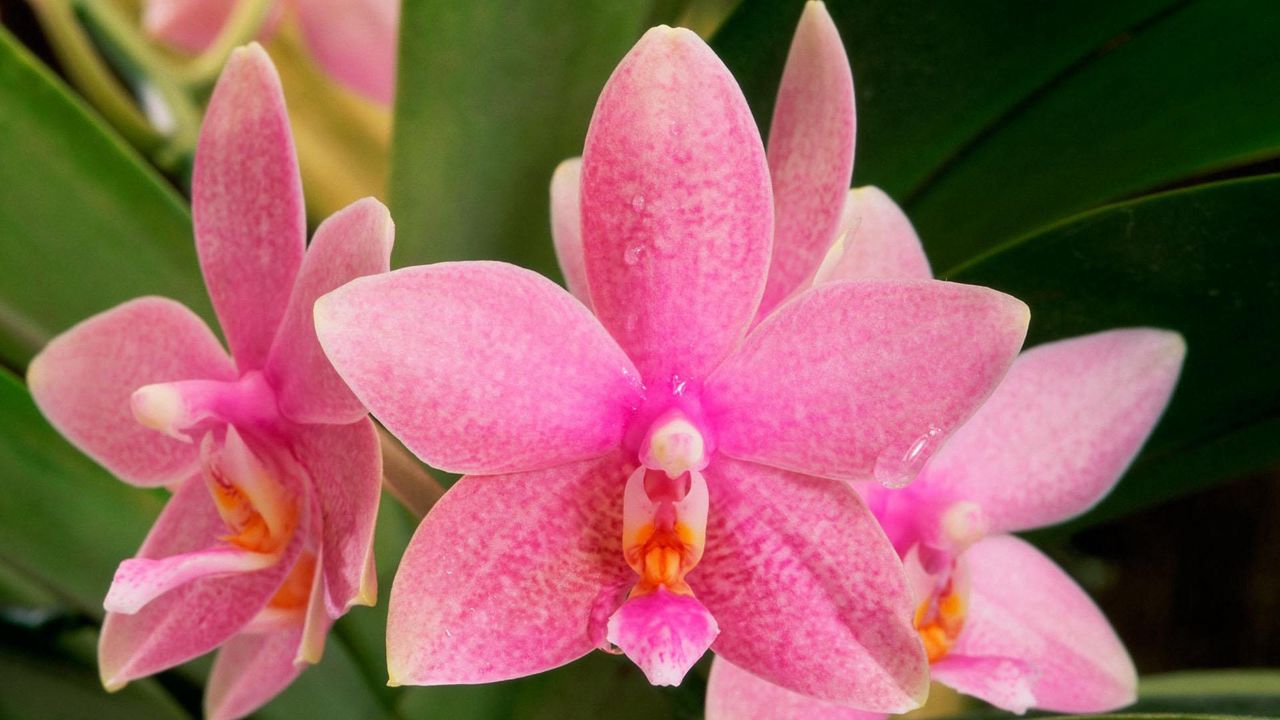 Обои орхидея, цветок, точки, цвет