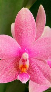 Превью обои орхидея, цветок, точки, цвет