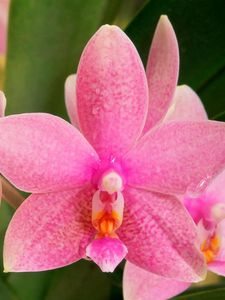 Превью обои орхидея, цветок, точки, цвет