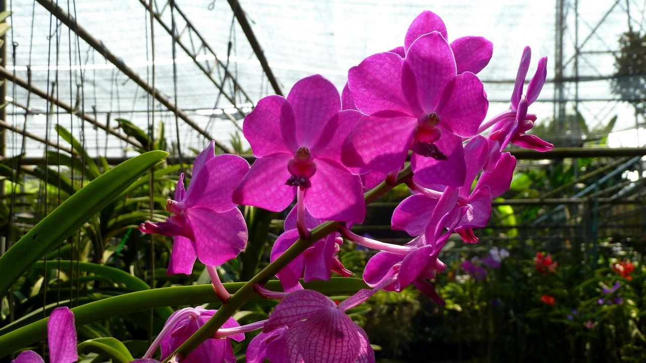 Обои орхидея, цветок, ветка, теплица