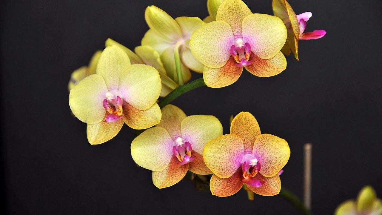 Обои орхидея, цветок, ветка, желтая, черный фон