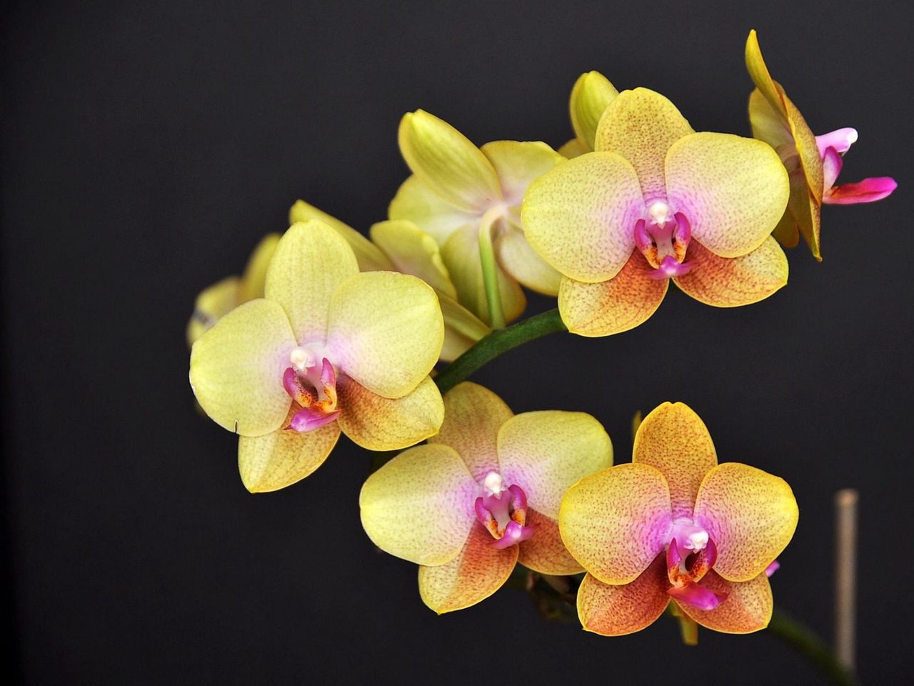 Орхидеи желто розовые. Фаленопсис Еллоу. Фаленопсис оранж блоссом.