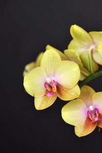 Превью обои орхидея, цветок, ветка, желтая, черный фон